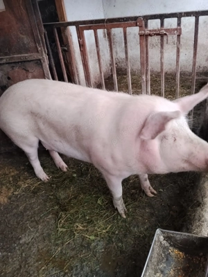 Porc de vanzare... - imagine 2