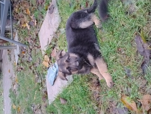 Vând cățel Ciobanesc german  - imagine 2