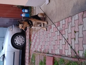 Vând cățel Ciobanesc german  - imagine 4