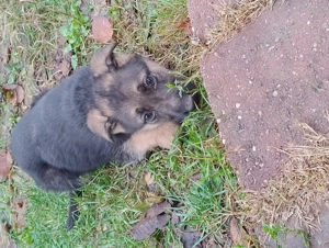 Vând cățel Ciobanesc german  - imagine 5