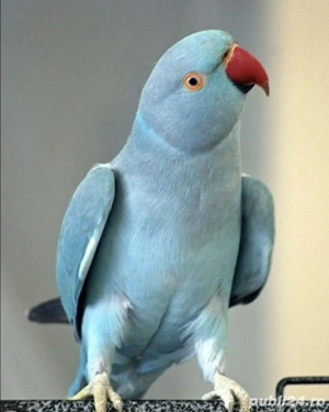 Vand papagal Micul Alexander 