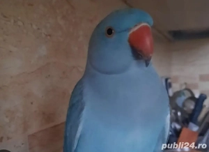 Vand papagal Micul Alexander  - imagine 2