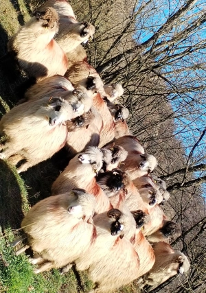 Oi tinere  - imagine 2