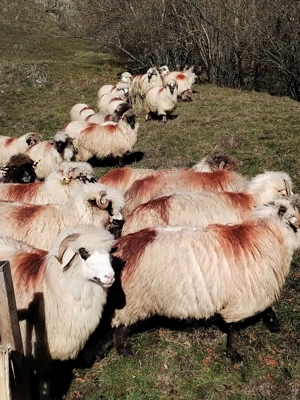 Oi tinere  - imagine 4