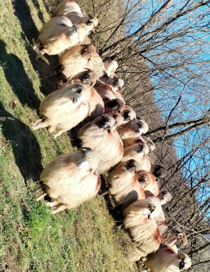 Oi tinere  - imagine 5