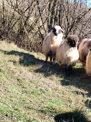 Oi tinere  - imagine 3