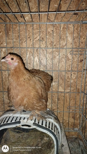 Vând rate de anul acesta - imagine 2