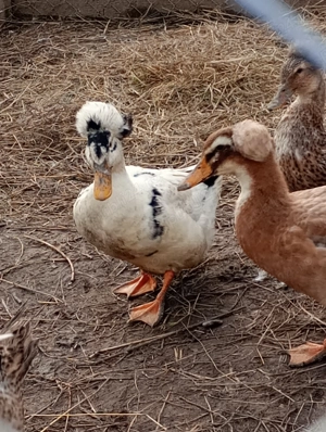 Vând rate de anul acesta - imagine 3