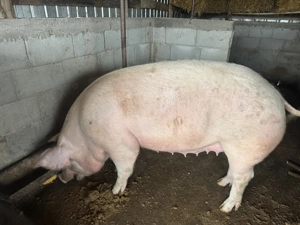 Vand purcea - carne - imagine 2