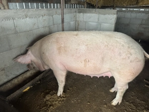 Vand purcea - carne - imagine 3