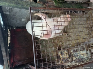 Porc de canzare Falciu - imagine 3