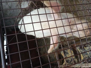 Porc de canzare Falciu - imagine 2