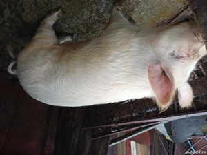 Porc de canzare Falciu - imagine 4