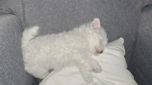 Bichon Frise jucăuș   ideal pentru familii și iubitorii de căței afectuoși