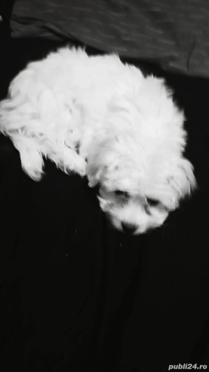 Bichon Maltez de vanzare