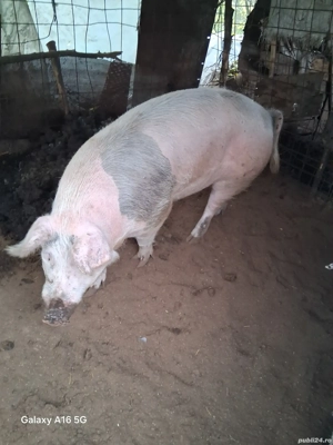 de vânzare  - imagine 2