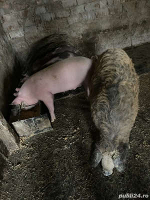 porci mangalita - imagine 4