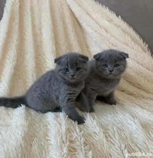 Scottish Fold 