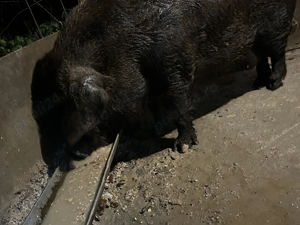 Porc de casă 15 lei kg - imagine 2