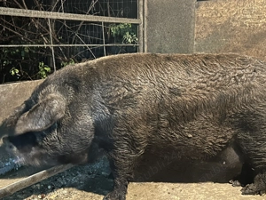 Porc de casă 15 lei kg - imagine 3