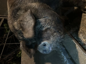 Porc de casă 15 lei kg