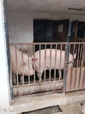 Porc de vanzare... - imagine 3