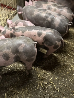 Purcei pietrain belgian de vanzare - imagine 6