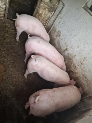 Vând șoldani marele alb cu landrace - imagine 2