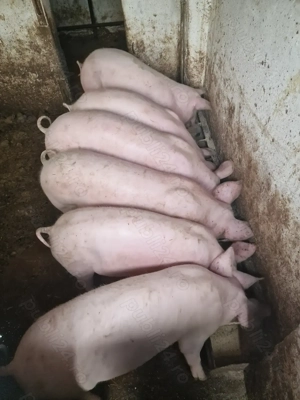 Vând șoldani marele alb cu landrace