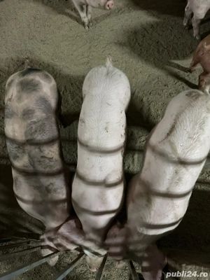 vand porci de crescuti natural - imagine 3