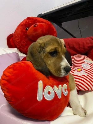 Pui Beagle tricolor, trei luni - imagine 3