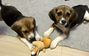 Pui Beagle tricolor, trei luni