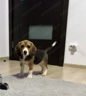 Pui Beagle tricolor, trei luni - imagine 4
