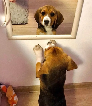 Pui Beagle tricolor, trei luni - imagine 2