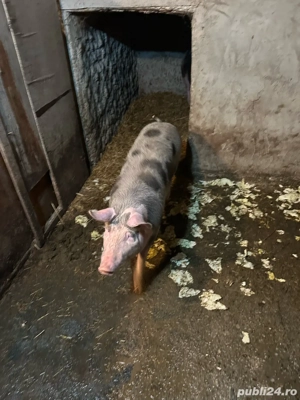 Porci de vanzare - imagine 3