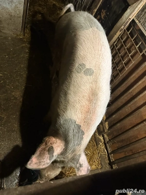 Porci de vanzare - imagine 2
