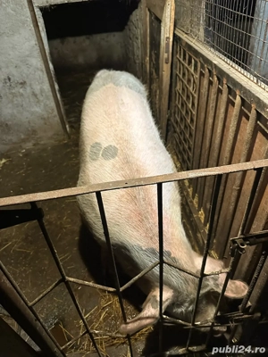 Porci de vanzare - imagine 5