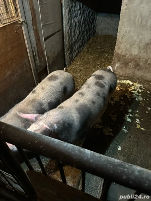 Porci de vanzare - imagine 4