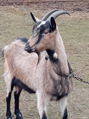 Alpine franceze de vânzare - imagine 2