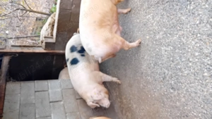 Vind porci tineri de carne