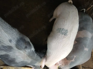 Porci grași crescuți cu cereale 