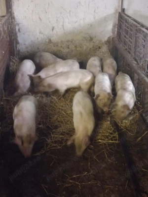 Purcei cauta alta casa