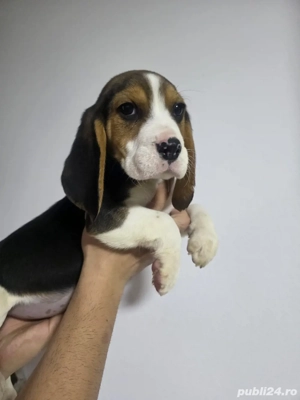 Cățeluși Beagle!  - imagine 3