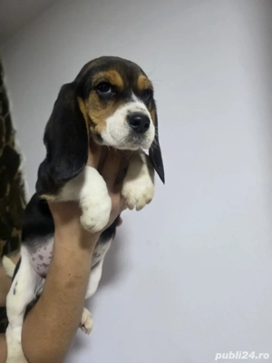 Cățeluși Beagle!  - imagine 4