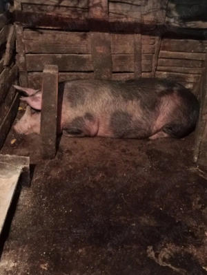 Porci de vânzare 