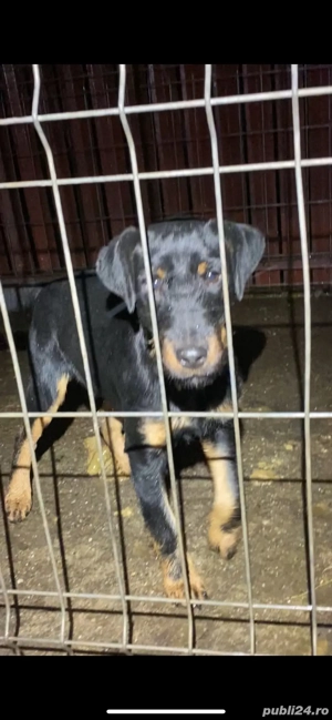 Femela Jagd terrier jagdterrier 