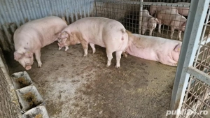 Vand porci  - imagine 2