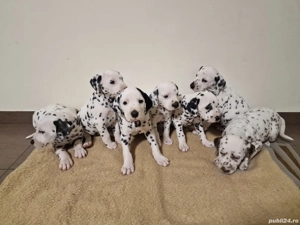 Catelusi Dalmatieni