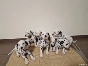 Catelusi Dalmatieni - imagine 2
