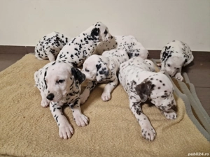 Catelusi Dalmatieni - imagine 4